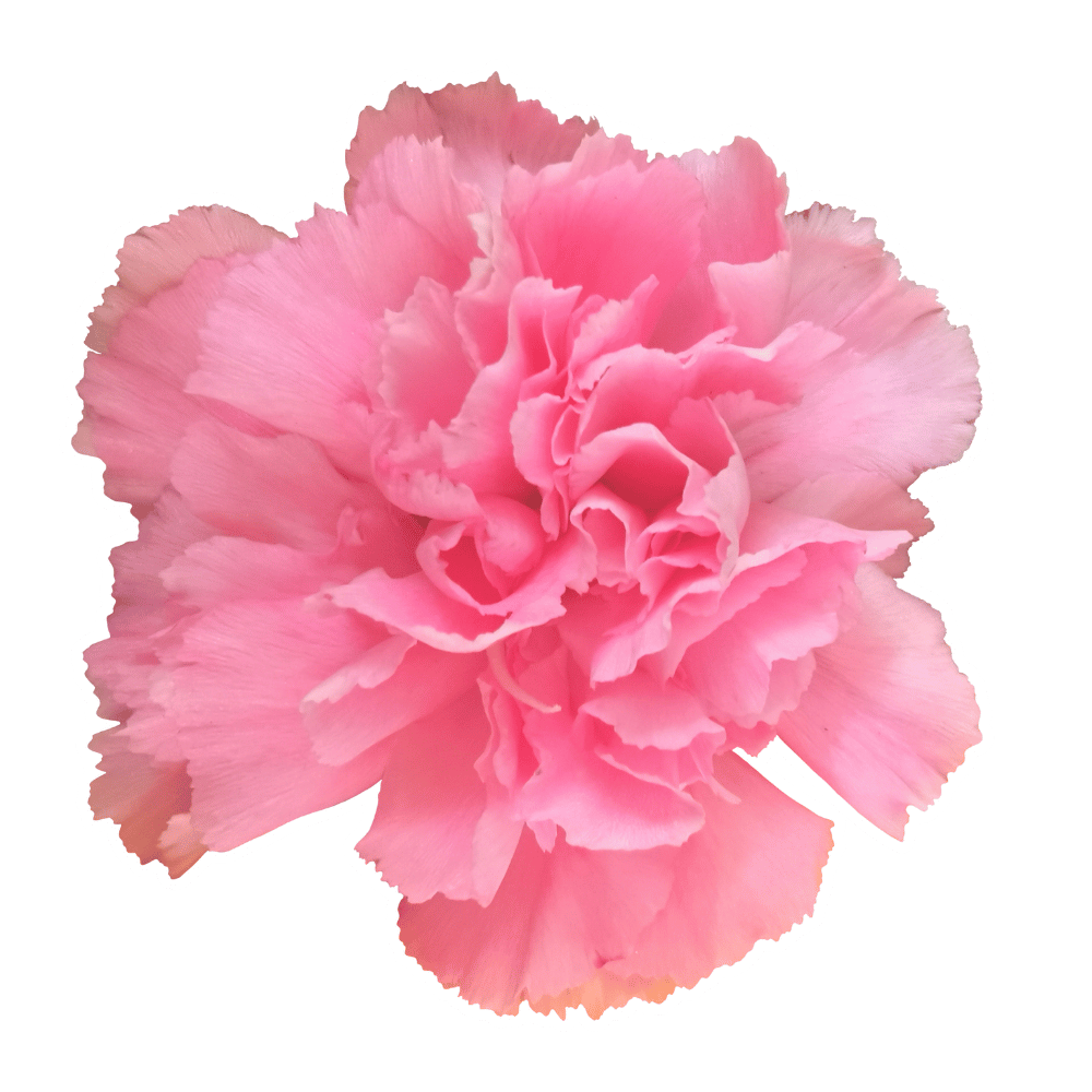 Dein digitales Ordnungssystem in Notion – speziell für Solo-Selbstständige. Notion-Vorlagen für Aufgaben, Content & Kundenmanagement – klar, durchdacht & entlastend.